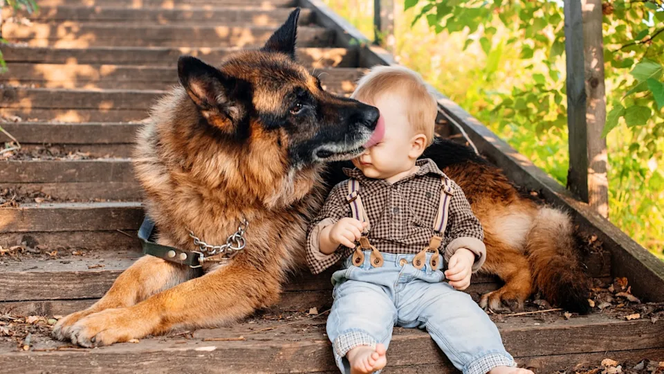 Comment préparer son chien à l'arrivée d'un bébé ?