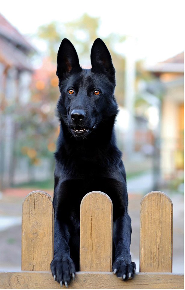 Le Berger Allemand Noir : Élégance et rareté canine