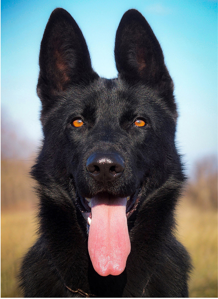 Le Berger Allemand Noir : Élégance et rareté canine