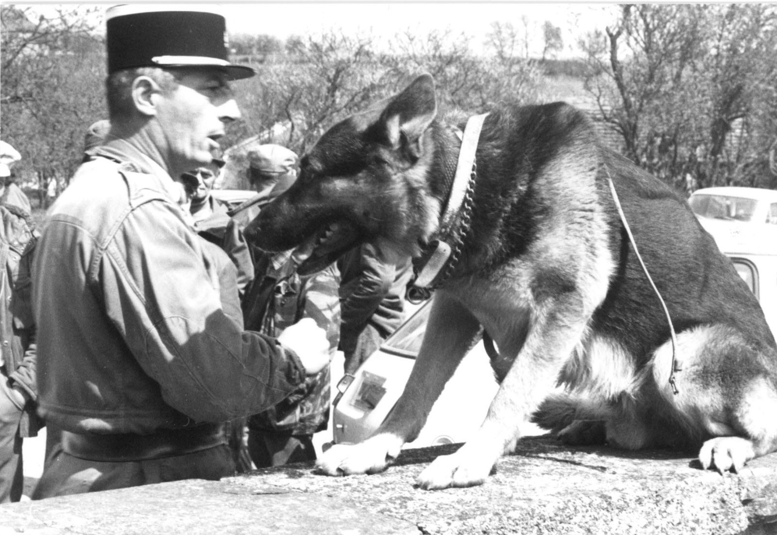 bete des vosges 1977 battue avec berger allemand de gendarmerie