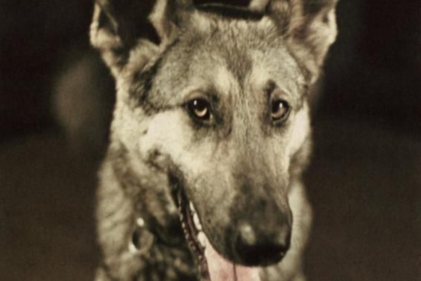 L'histoire de Blondi, la chienne bergère allemande de Hitler au service de la propagande nazie.