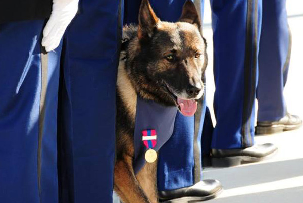 Le chien gendarme Boro décoré pour son départ à la retraite
