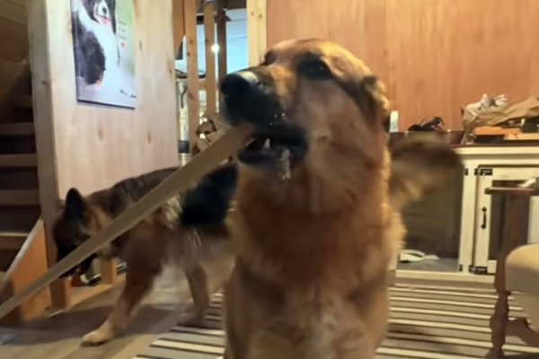 Buck, le Berger Allemand qui prend sa mission très à cœur