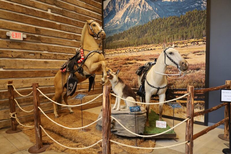 Bullet et Trigger musée Roy Rogers Californie