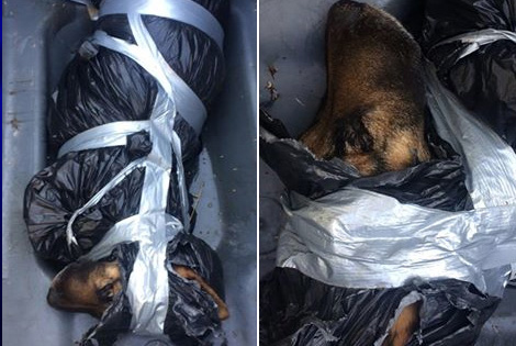 Le cadavre d'un berger allemand retrouvé emballé dans une poubelle à Cogolin
