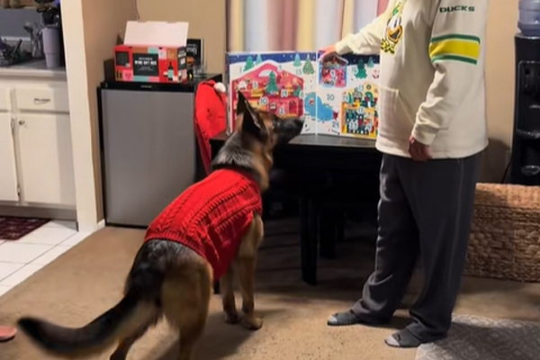 Un Berger Allemand adorable ouvre son calendrier de l’Avent