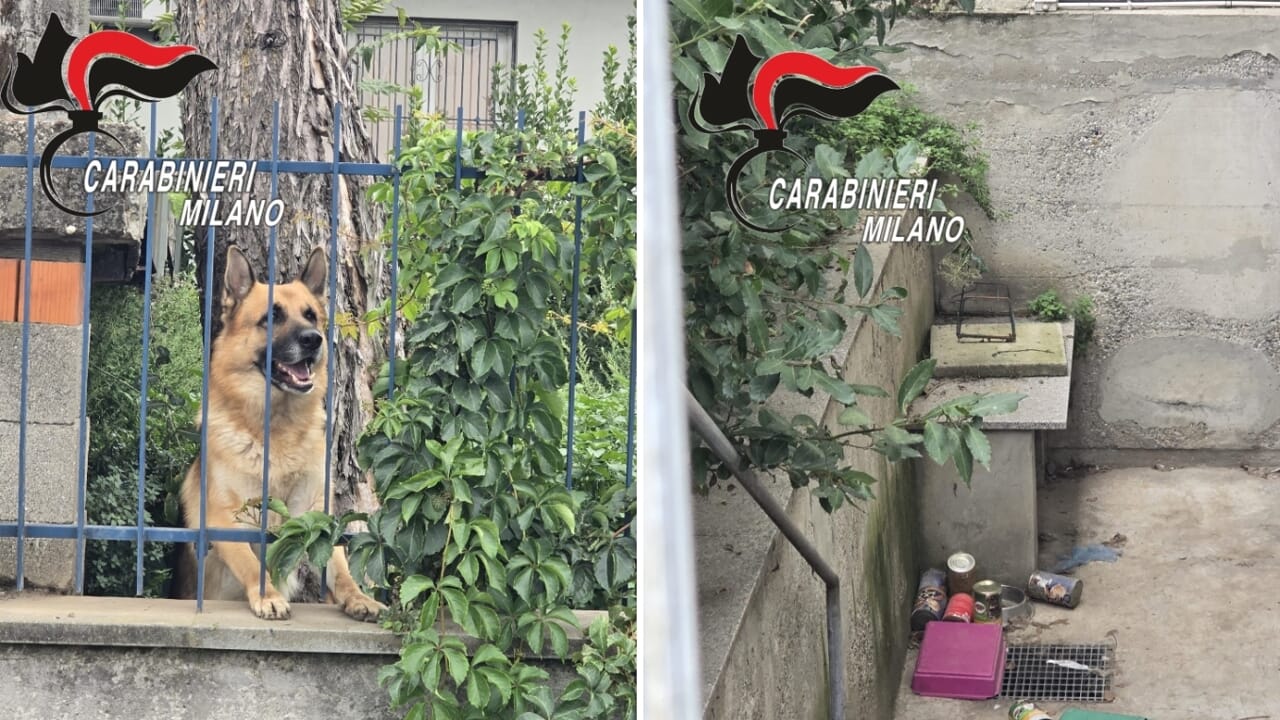 Vacances et cruauté : un chien laissé seul des semaines dans la banlieue de Milan