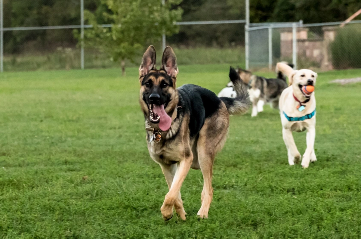 Espaces canins sans laisse : quand les villes offrent plus de liberté aux chiens