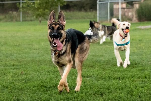 Espaces canins sans laisse : quand les villes offrent plus de liberté aux chiens
