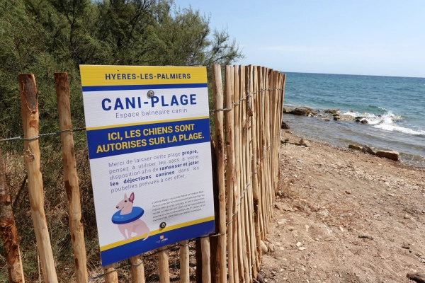 Les chiens gagnent du terrain sur les plages françaises : une bonne nouvelle pour les vacances