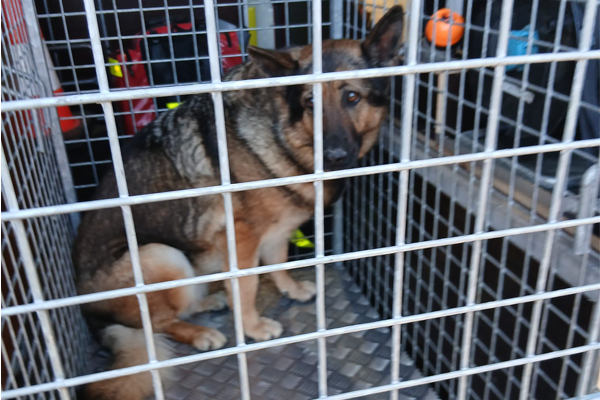 À Canteleu, l’A150 neutralisée deux heures pour secourir une chienne errante