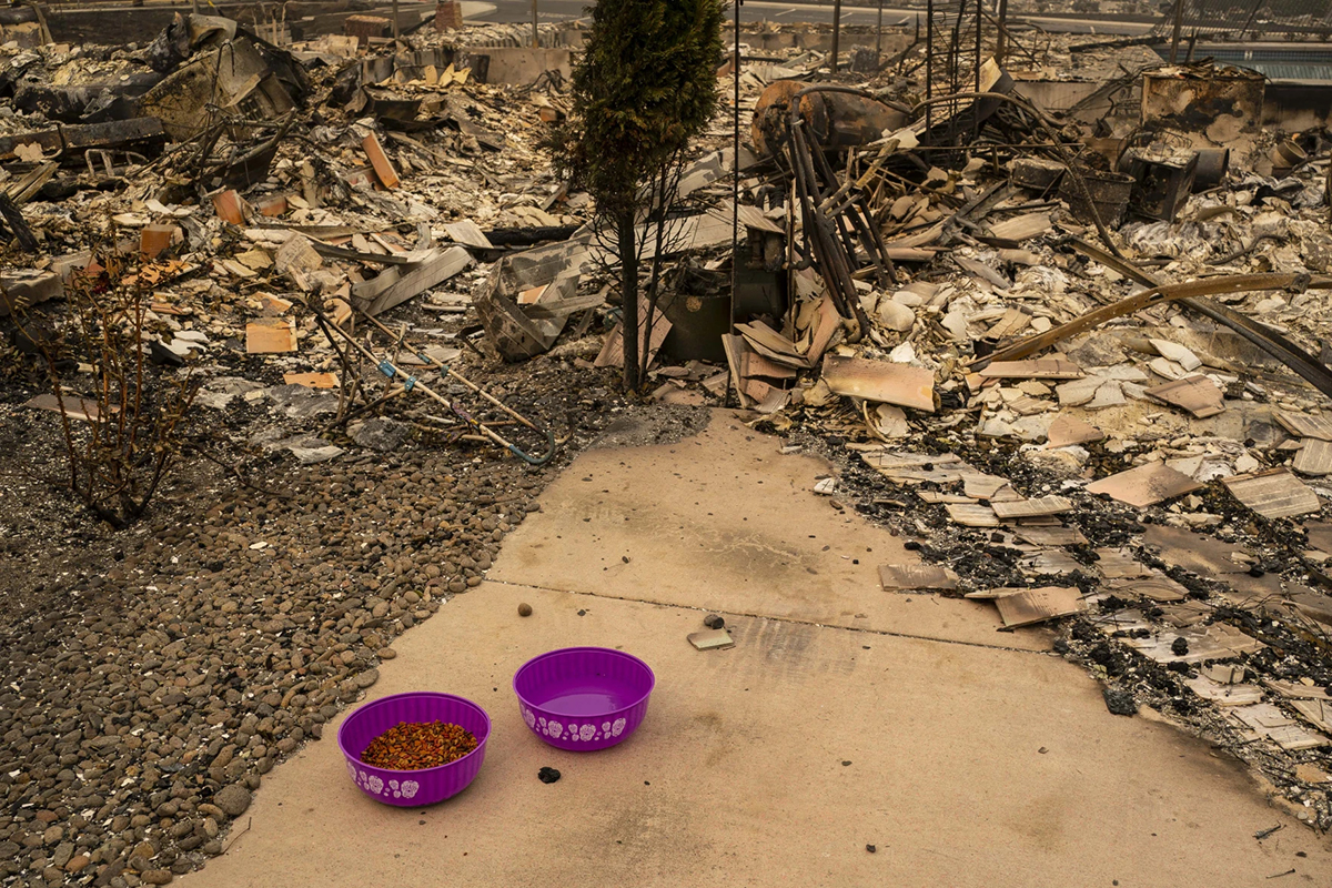 chien feu californie 05