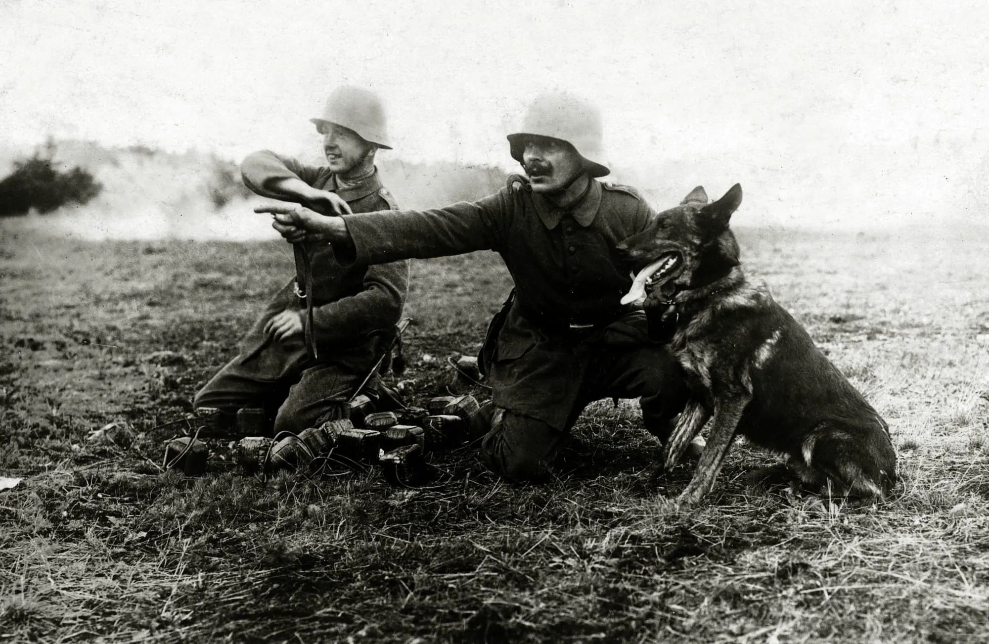 chien messager armee allemande 1916