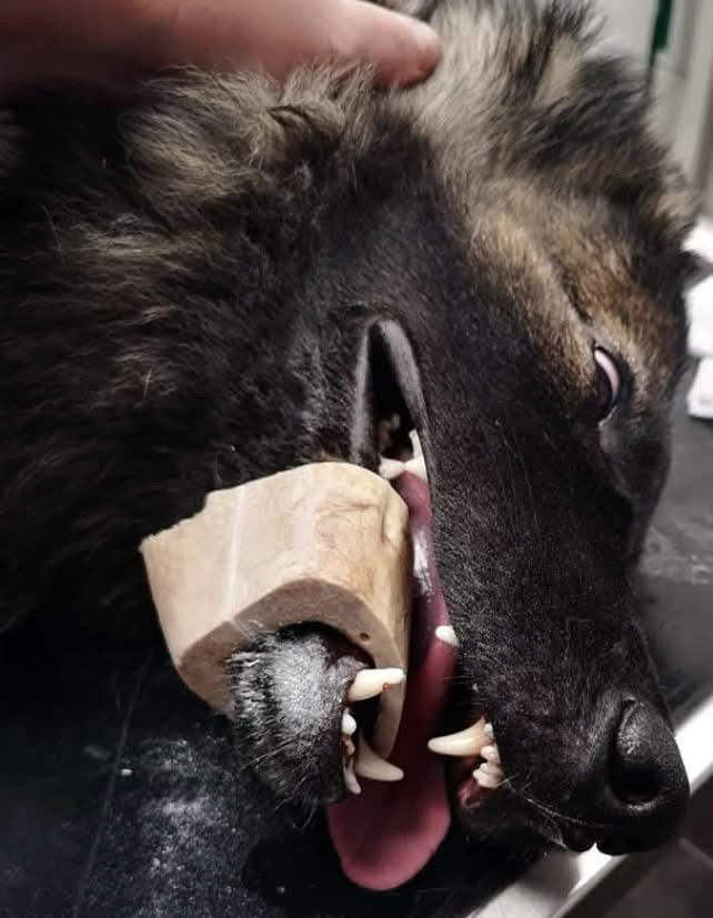 os à moelle coincé dans la mâchoire du chien