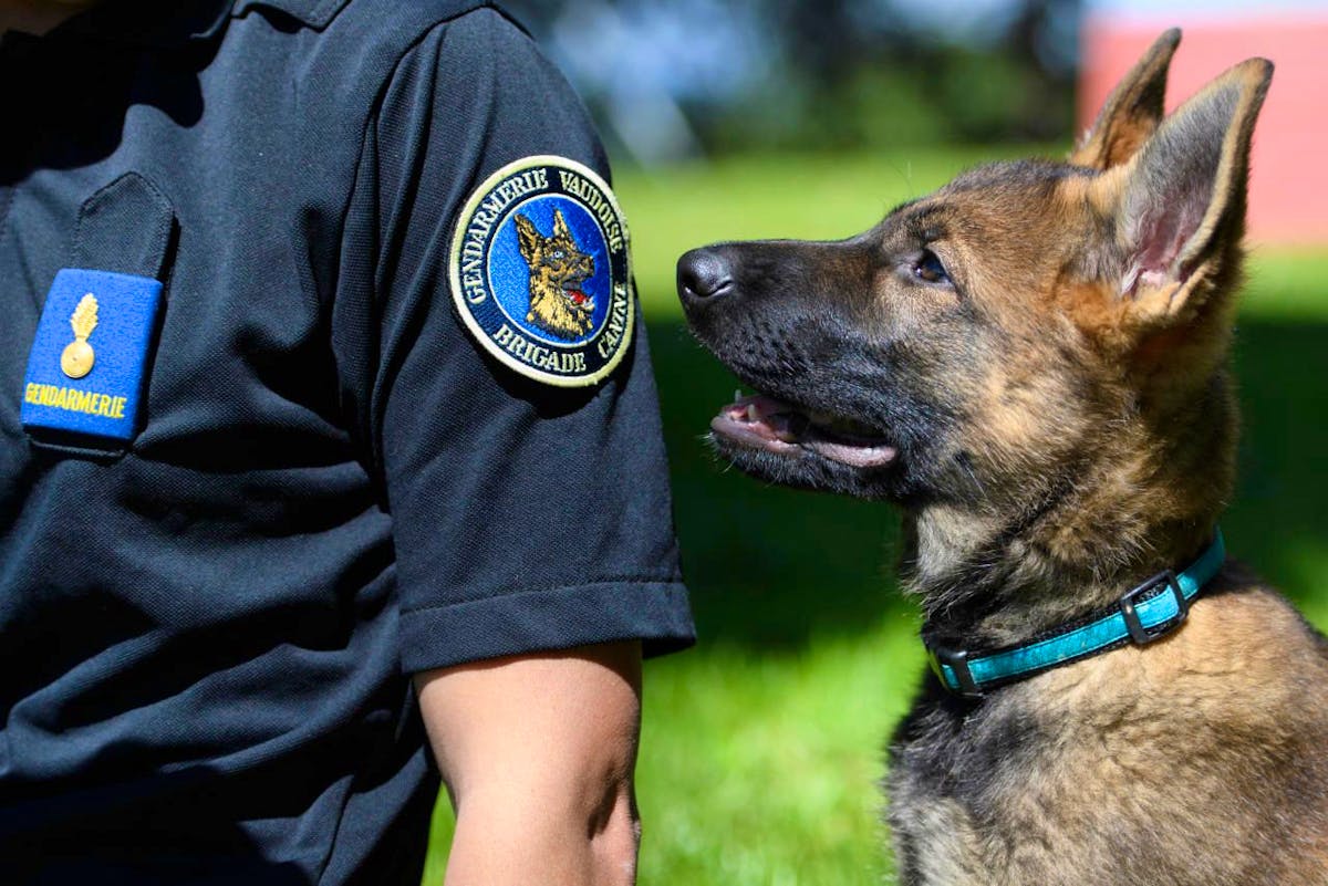 chien police vaudoise