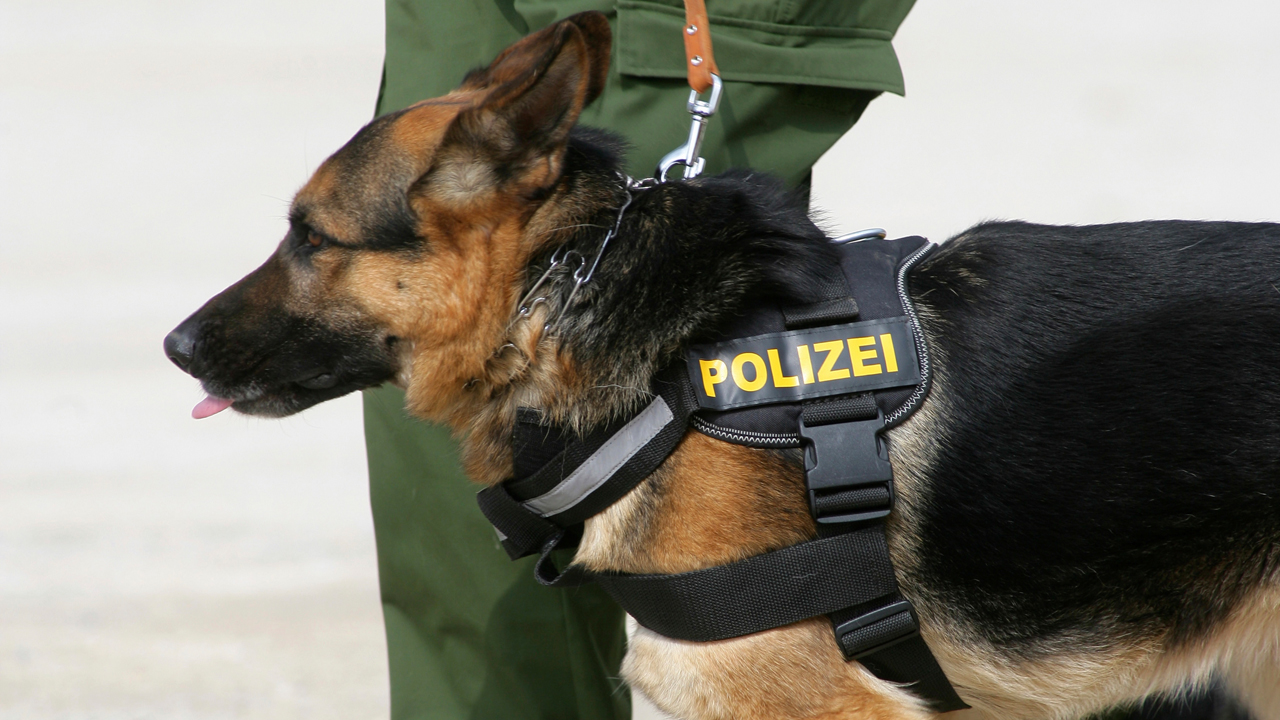 chien polizei allemand