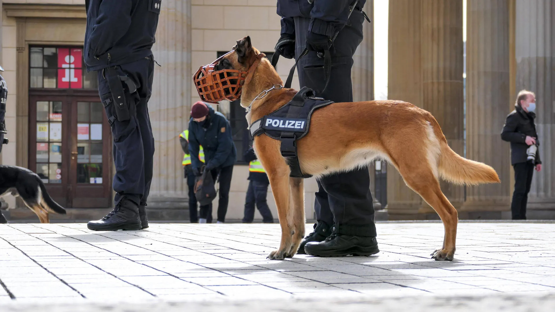 chien polizei belge 02
