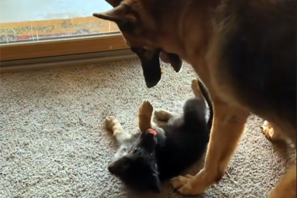 Compagnon de jeu ou élixir de jeunesse ? L’effet magique d’un chiot sur un senior.