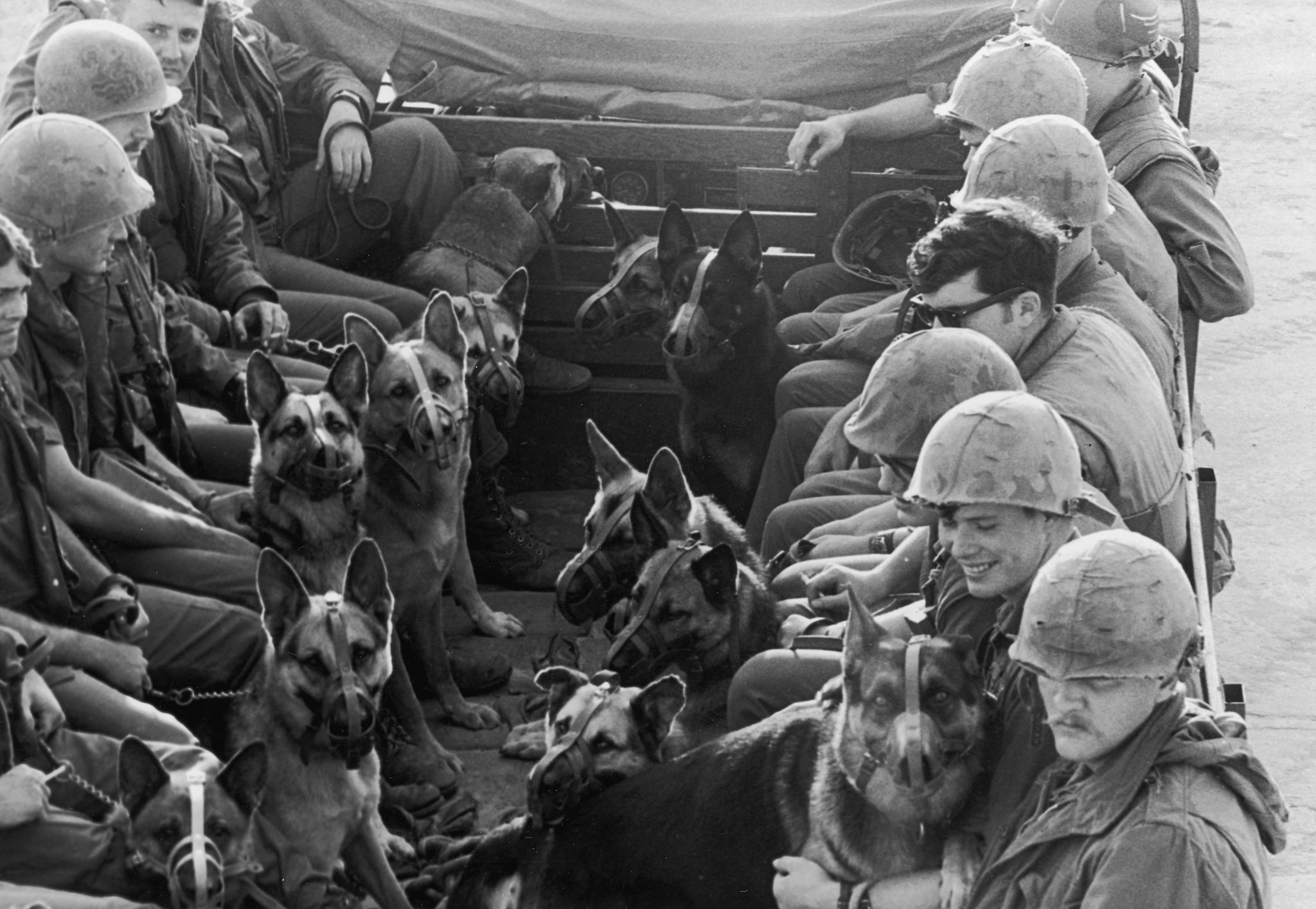 chiens de guerre berger allemand vietnam 1969