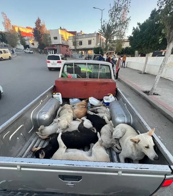 Indignation mondiale face à des accusations de massacre de chiens errants au Maroc avant la Coupe du Monde 2030