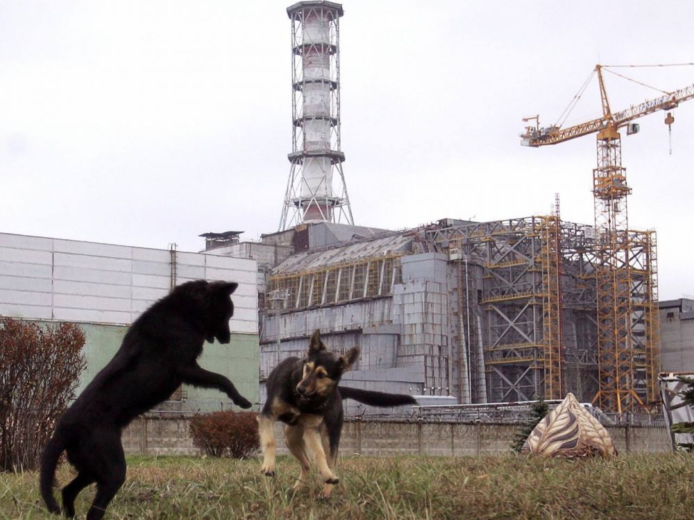 chiens tchernobyl 01