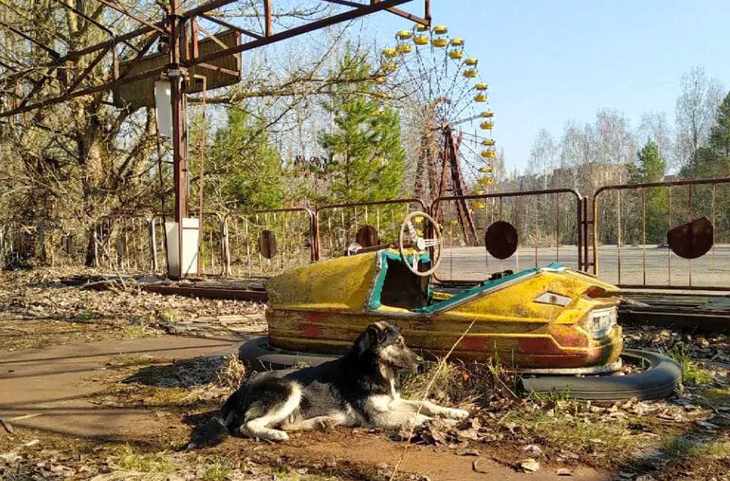 chiens tchernobyl 02