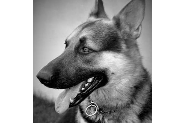 Un ultime hommage rendu à Cloud II, le chien policier héros de l'Ontario, 51 ans après son sacrifice.