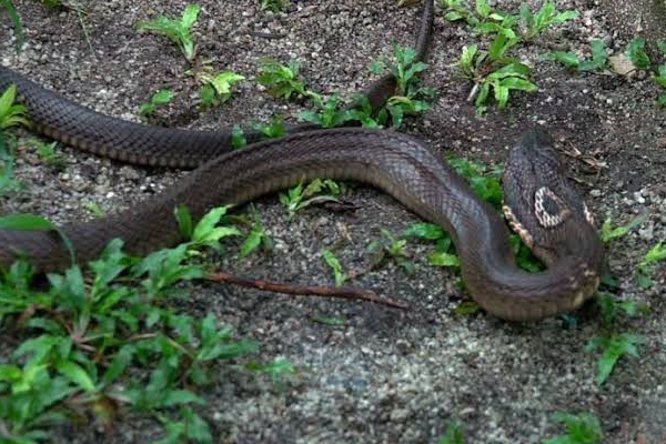Un berger allemand découvre un cobra caché derrière un massif de fleurs