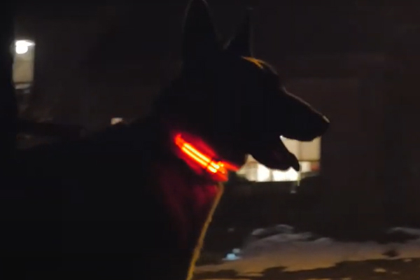 Collier lumineux chien berger allemand