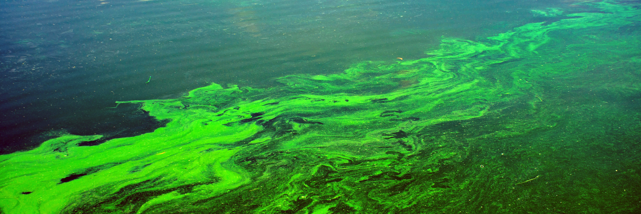 Eau contaminée par des cyanobactéries, danger pour les chiens