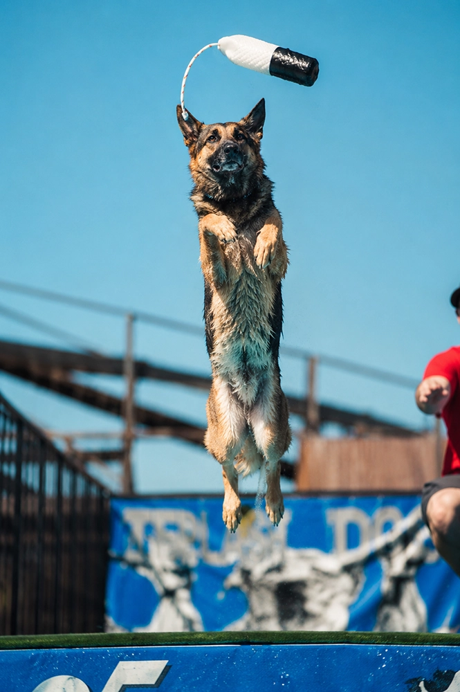dock diving berger allemand