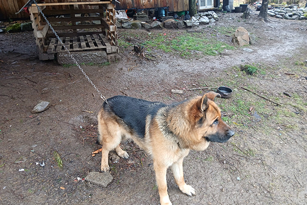 Dolleren : un berger allemand livré à lui-même, la Brigade Verte intervient