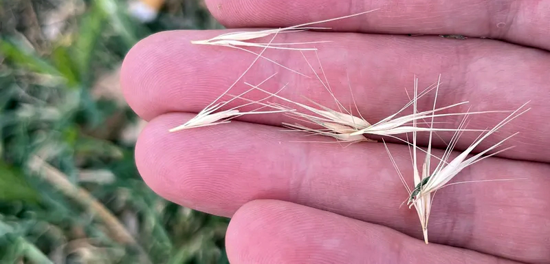 Épillets accrochés au pelage d'un chien au printemps