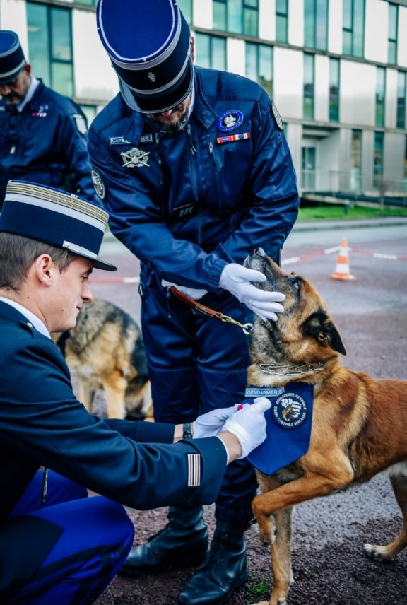 esko chien gendarme