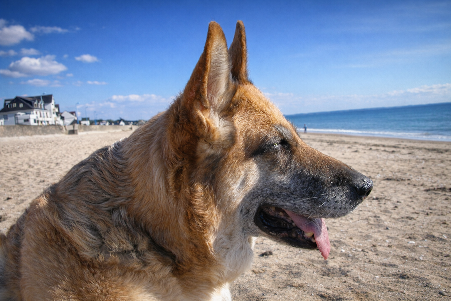 etna berger allemand senior