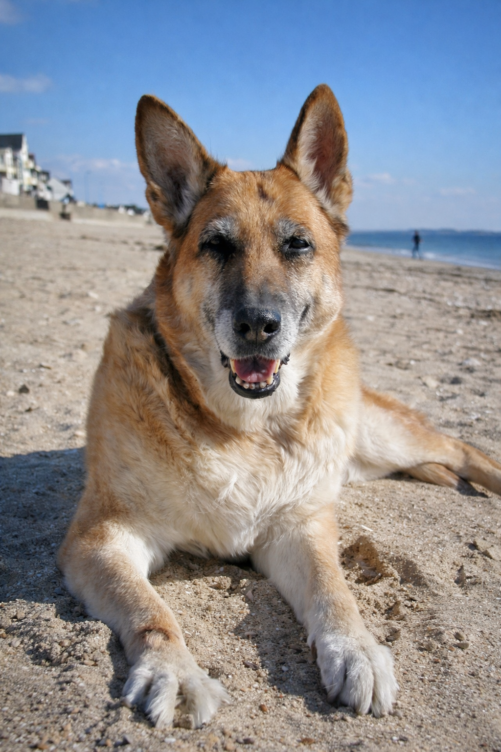 Etna Chienne bergère allemande sur la plage de Damgan en Bretagne