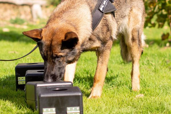 Le flair du chien, une nouvelle arme contre le moustique tigre ?