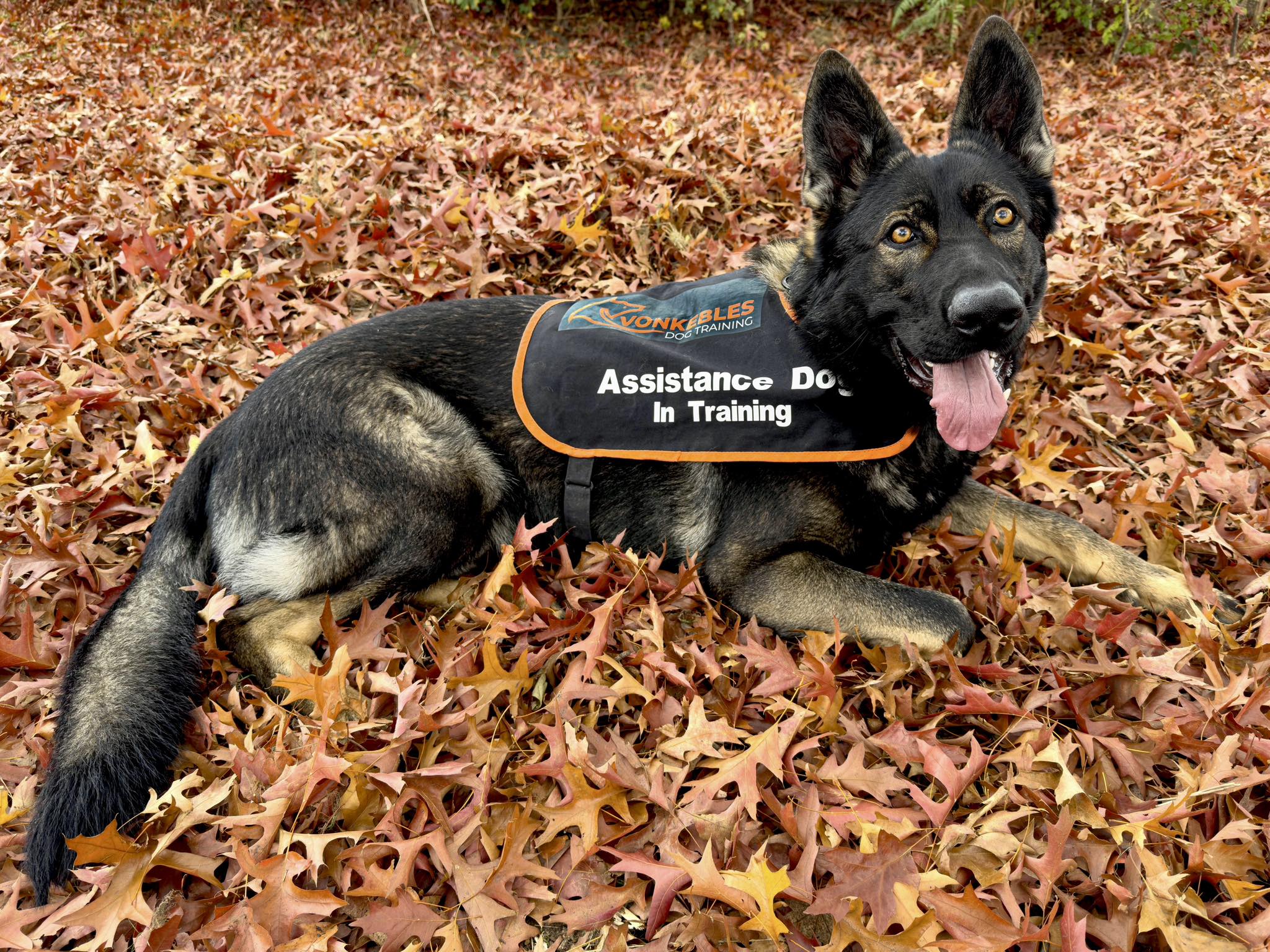 L’amitié extraordinaire entre un garçon autiste et son chien Frank