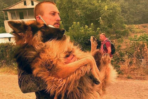 Incendies en Eubée : la photo d’un berger allemand sauvé des flammes redevient virale