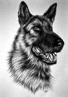 artwork berger allemand