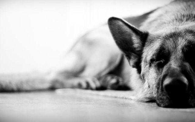 fond ecran berger allemand