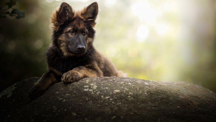 fond ecran berger allemand