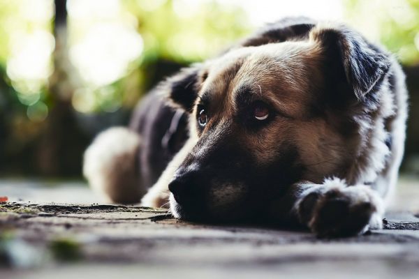 fond ecran berger allemand