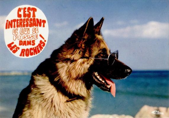 carte postale berger allemand