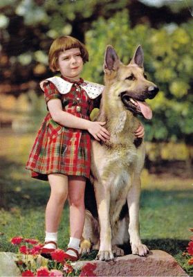 carte postale berger allemand