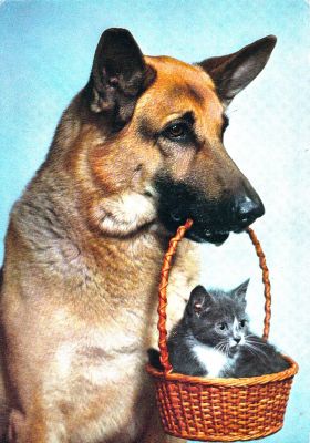 carte postale berger allemand