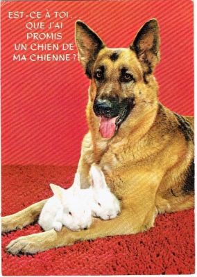 carte postale berger allemand