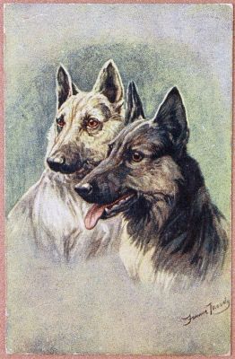 carte postale berger allemand