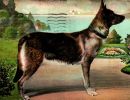 carte postale berger allemand