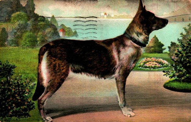 carte postale berger allemand